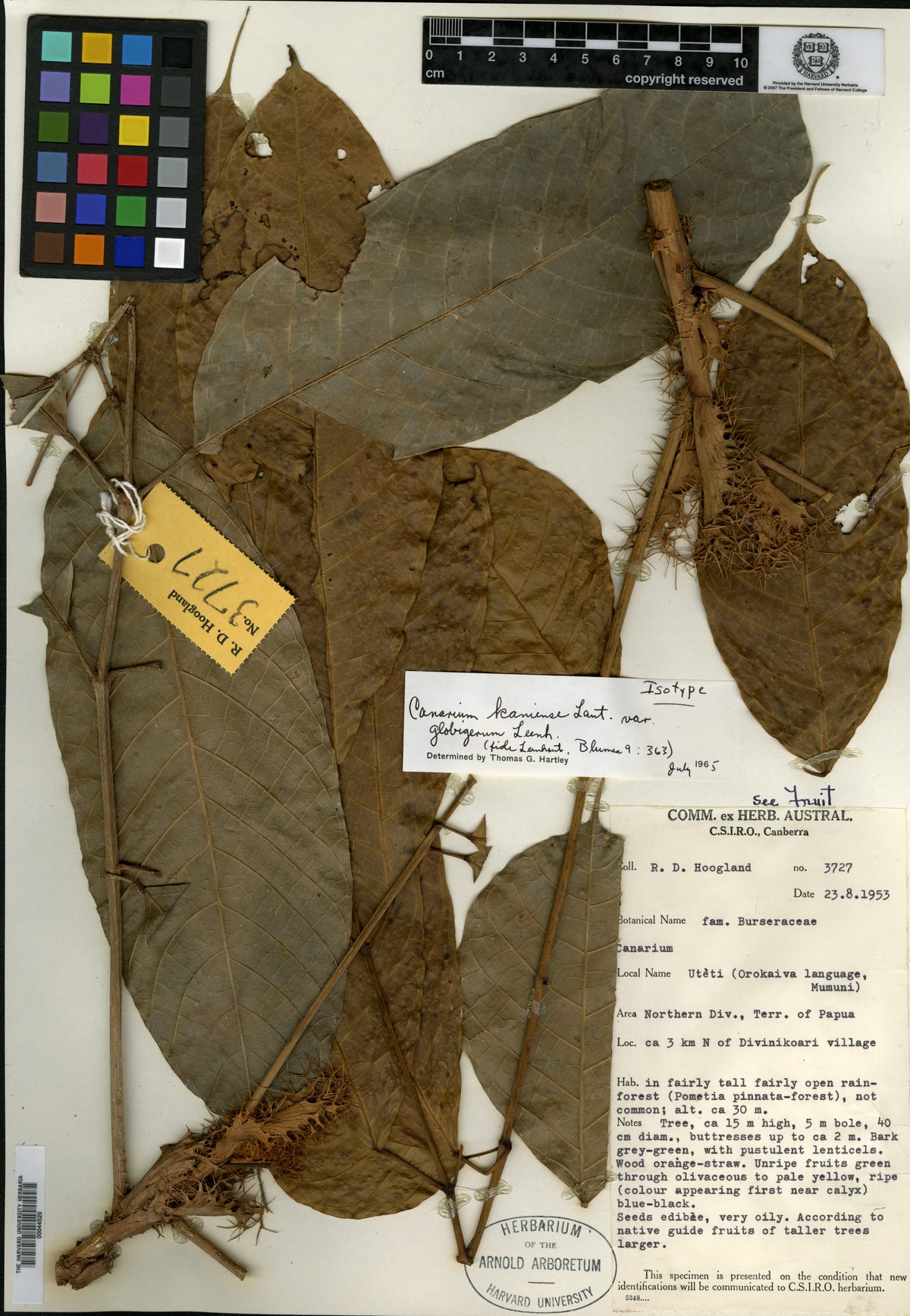Canarium kaniense