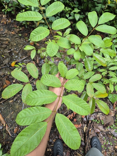 Canarium littorale (Shore Kedongdong) — photo