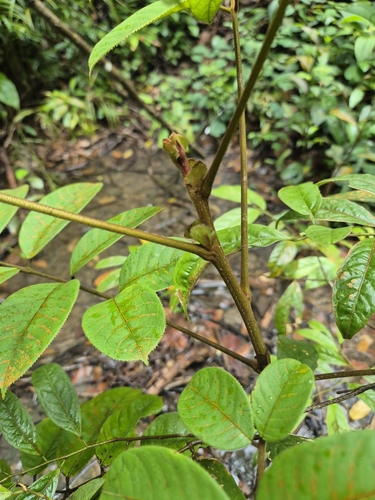 Canarium littorale (Shore Kedongdong) — photo