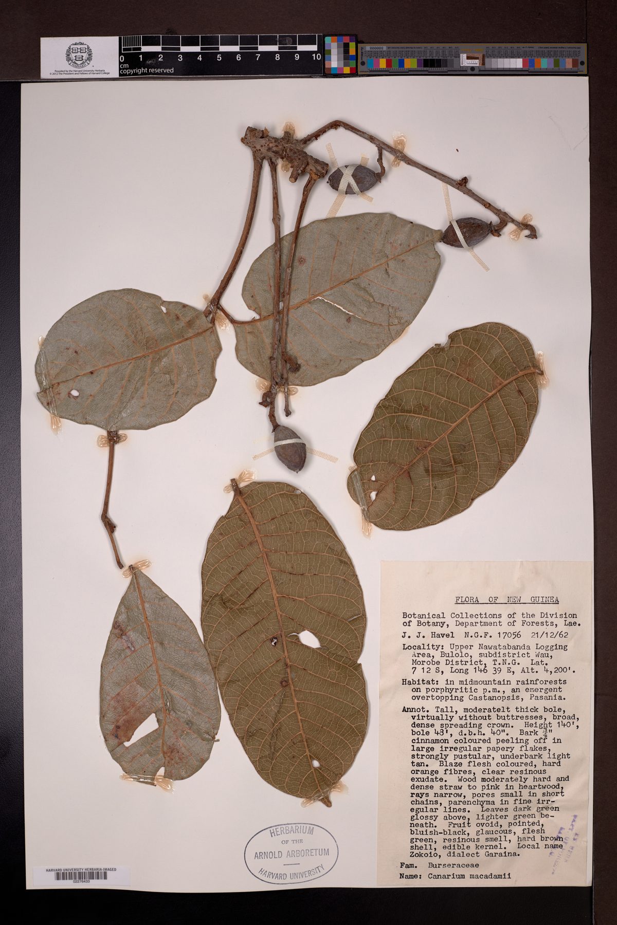 Canarium macadamii