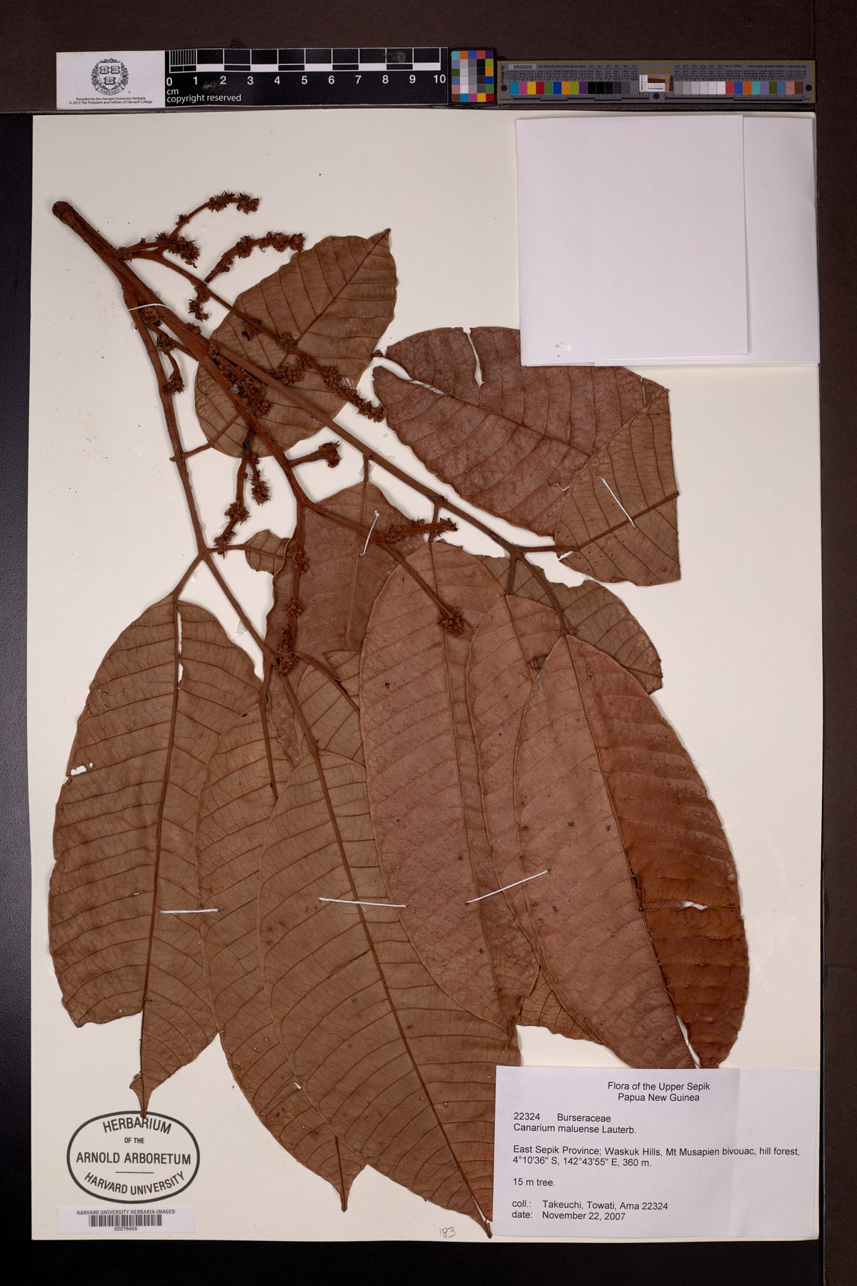 Canarium maluense