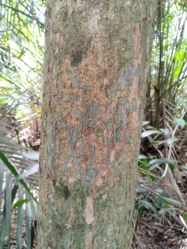 Canarium megalanthum (Kedondong keruing) — photo