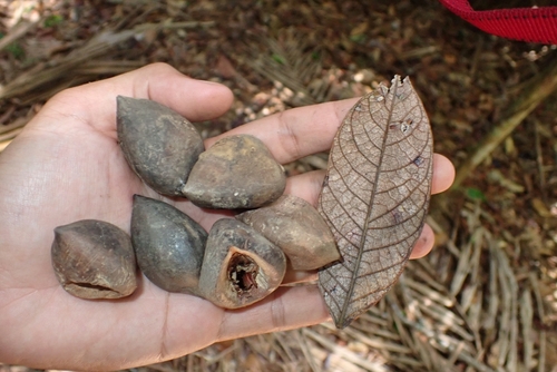 Canarium megalanthum