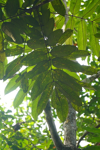 Canarium odontophyllum (Borneo olive) — photo