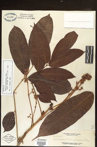 Canarium odontophyllum