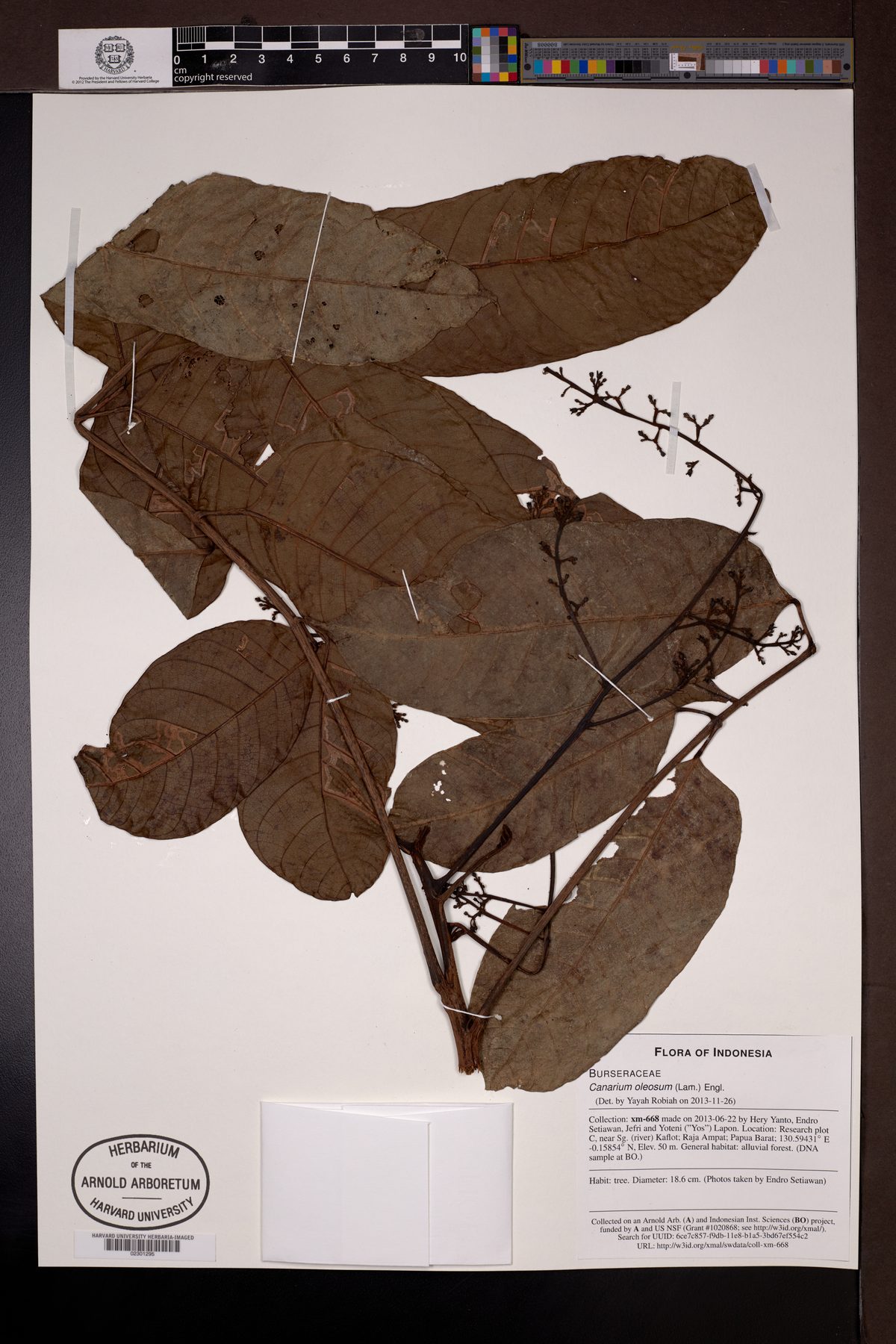 Canarium oleosum (Kenari minyak) — photo