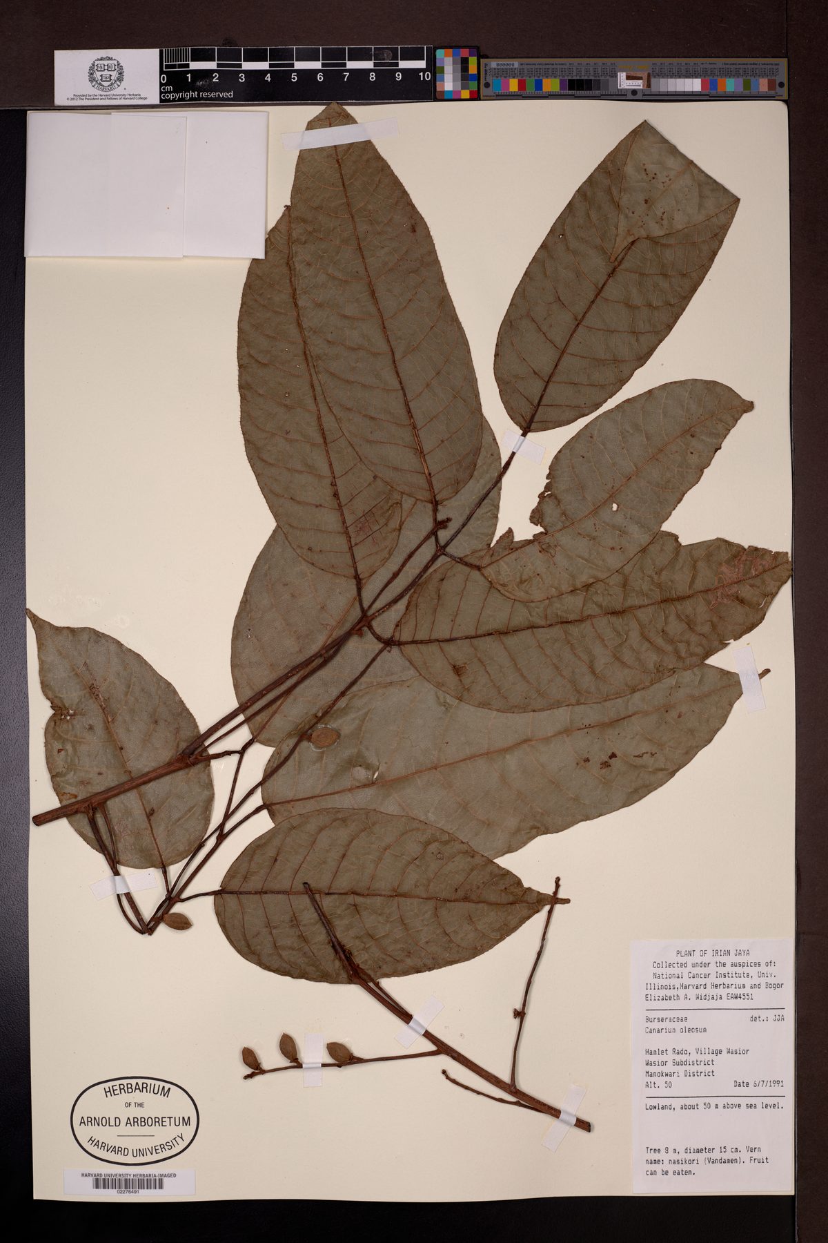 Canarium oleosum (Kenari minyak) — photo
