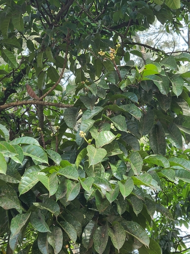 Canarium ovatum (Pili nut) — photo