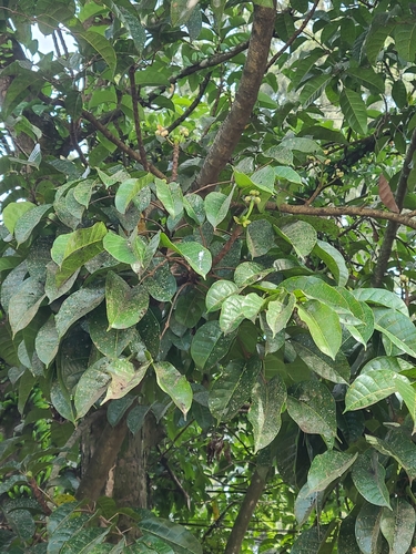 Canarium ovatum (Pili nut) — photo