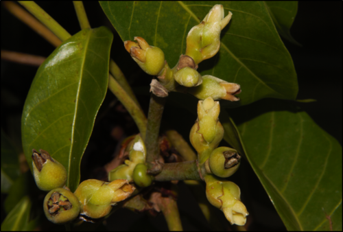 Canarium ovatum