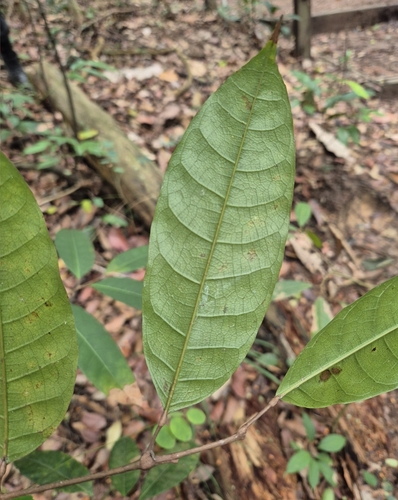 Canarium patentinervium (Woodland kedongdong) — photo