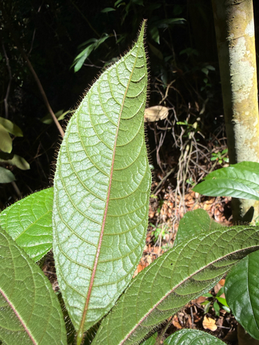 Canarium pilosum (Kedondong kerut) — photo