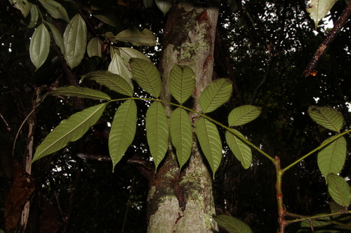 Canarium pilosum
