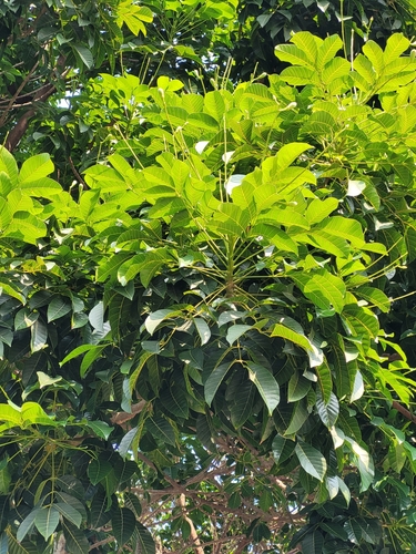 Canarium pimela (Chinese black olive) — photo