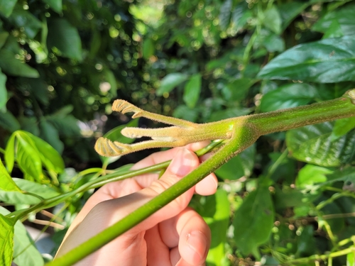 Canarium pimela (Chinese black olive) — photo