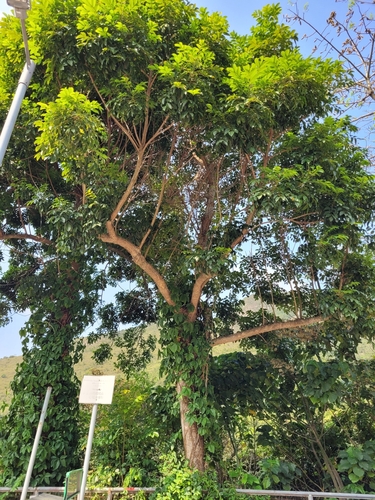 Canarium pimela