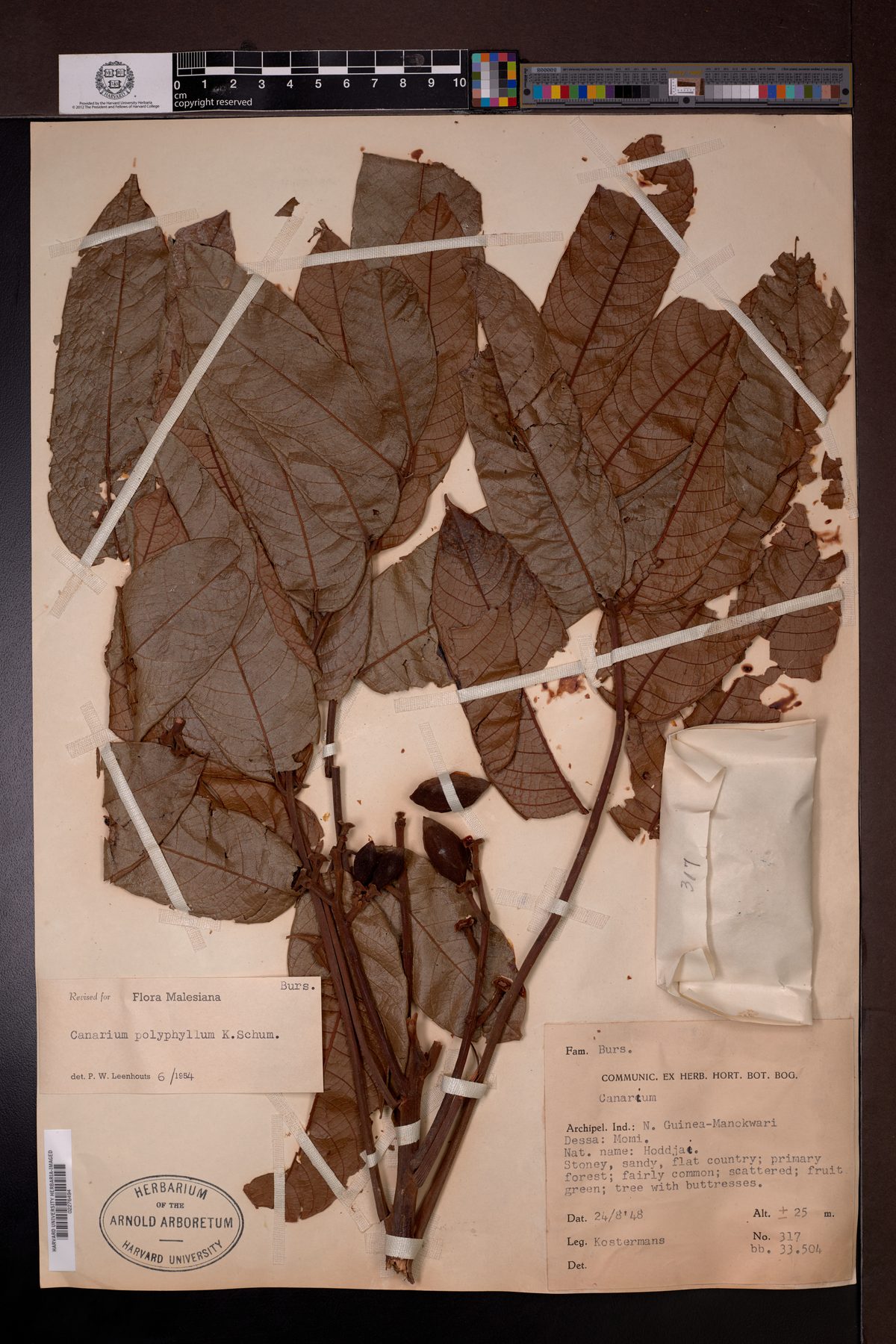 Canarium polyphyllum — photo