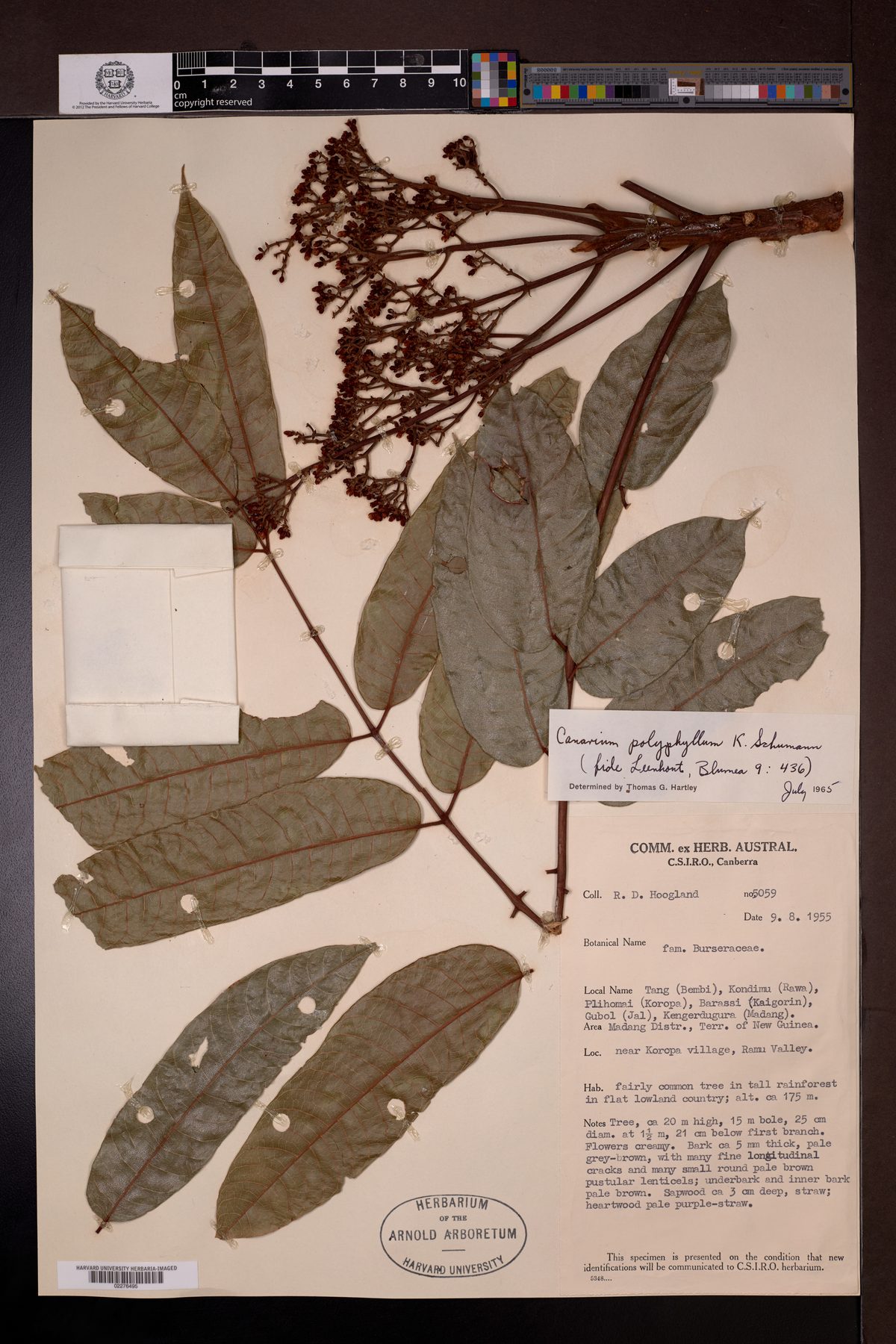 Canarium polyphyllum