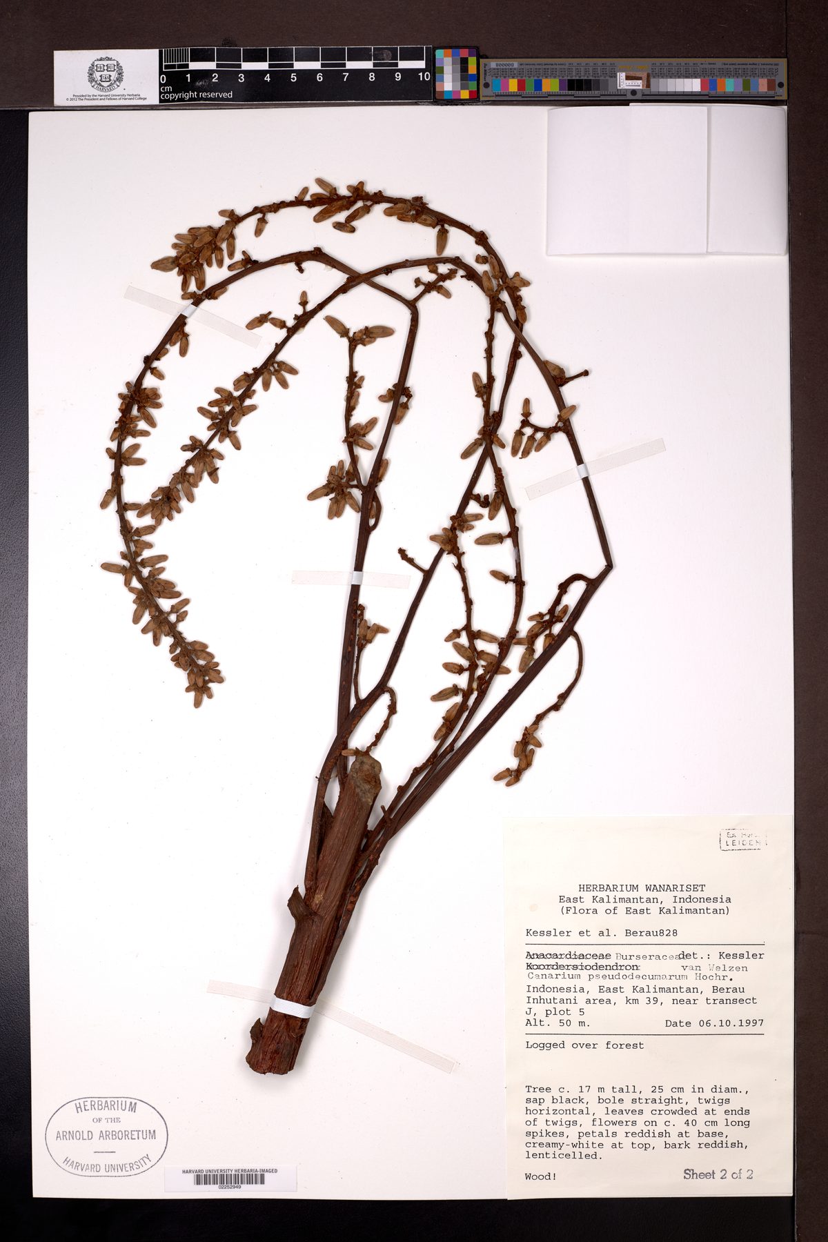 Canarium pseudodecumanum — photo