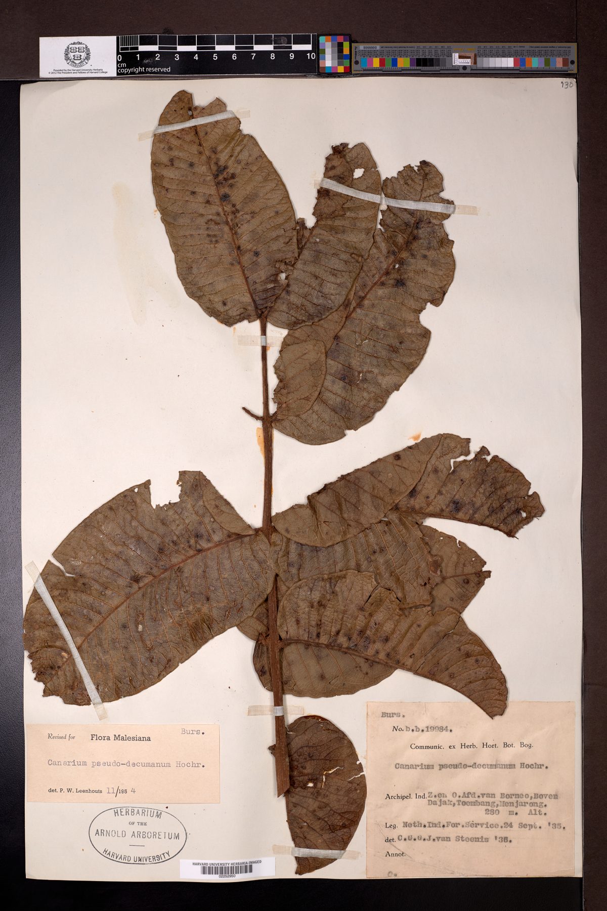 Canarium pseudodecumanum — photo