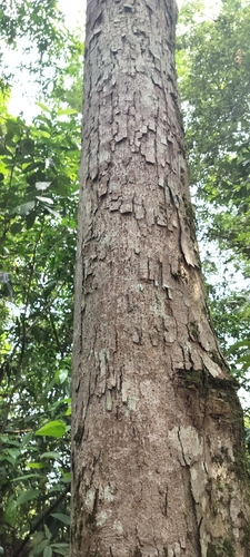 Canarium resiniferum