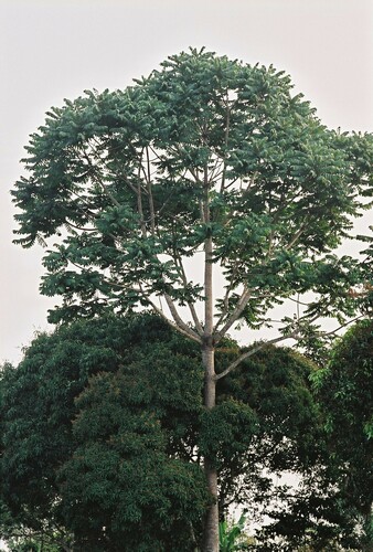 Canarium schweinfurthii (Incense tree) — photo