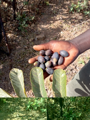 Canarium schweinfurthii (Incense tree) — photo