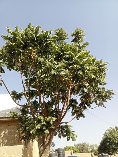 Canarium schweinfurthii