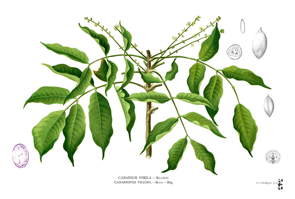 Canarium sp. (Nakeo) — photo