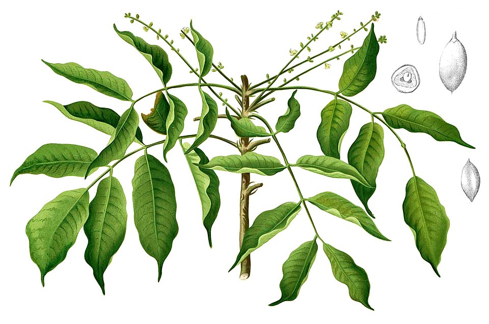 Canarium sp.