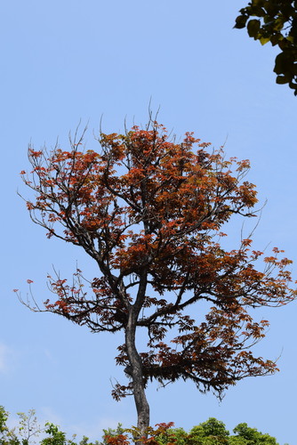 Canarium strictum (Black damar) — photo