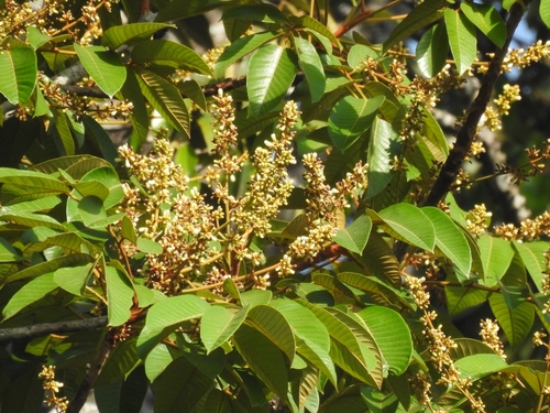 Canarium strictum