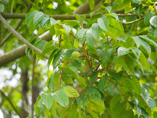 Canarium subulatum