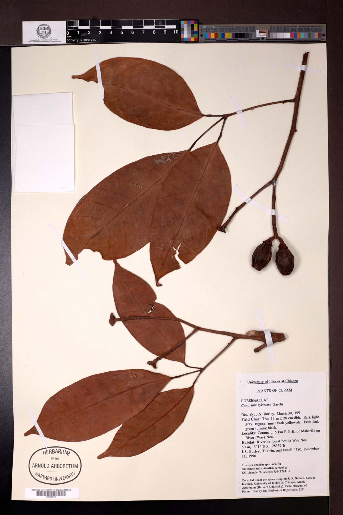 Canarium sylvestre (Kenari hutan) — photo