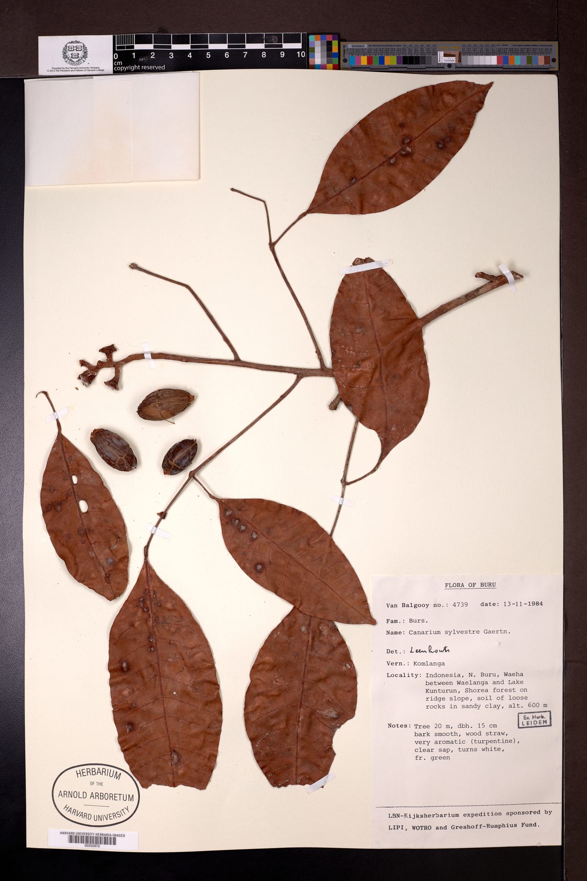 Canarium sylvestre (Kenari hutan) — photo
