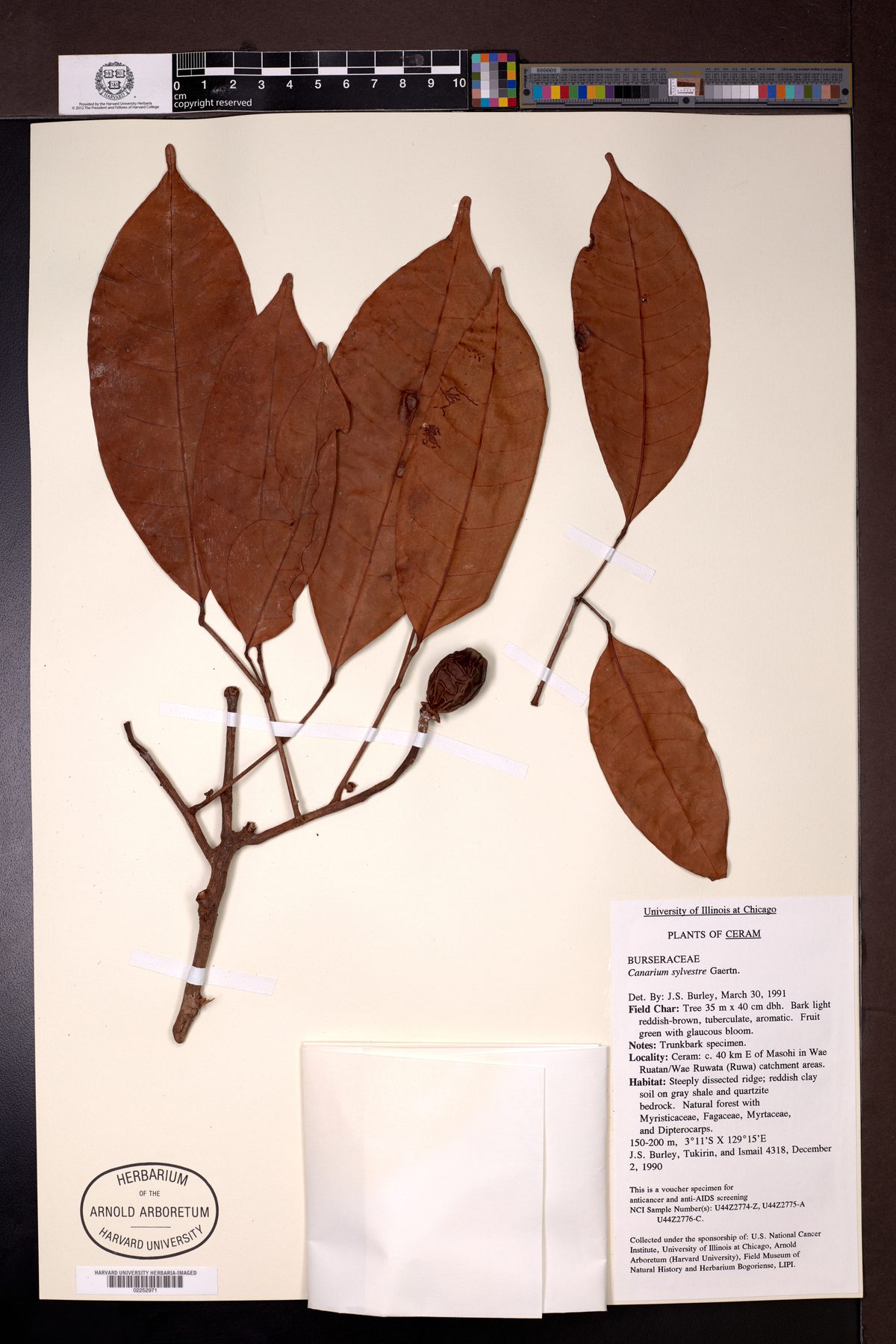 Canarium sylvestre