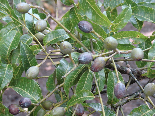 Canarium vitiense (Kaunithina) — photo