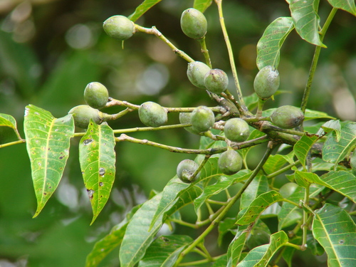 Canarium vitiense