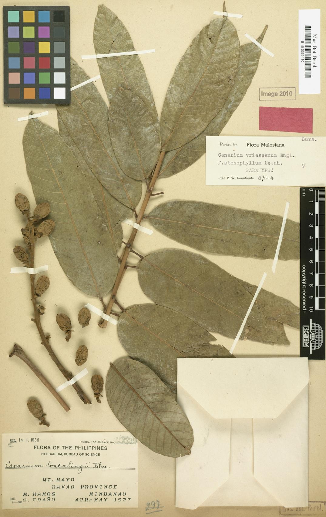 Canarium vrieseanum — photo