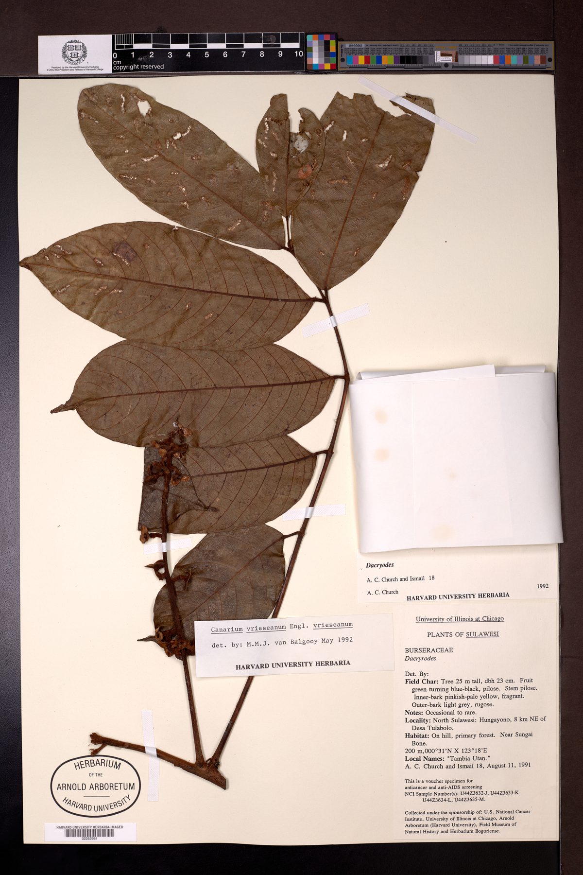 Canarium vrieseanum