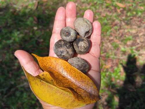 Canarium vulgare (Pili nut) — photo