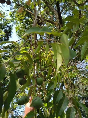 Canarium vulgare (Pili nut) — photo
