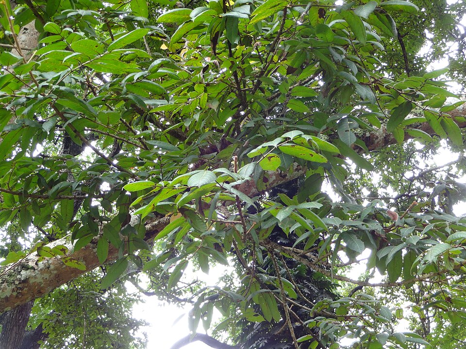 Canarium zeylanicum (Ceylon almond) — photo