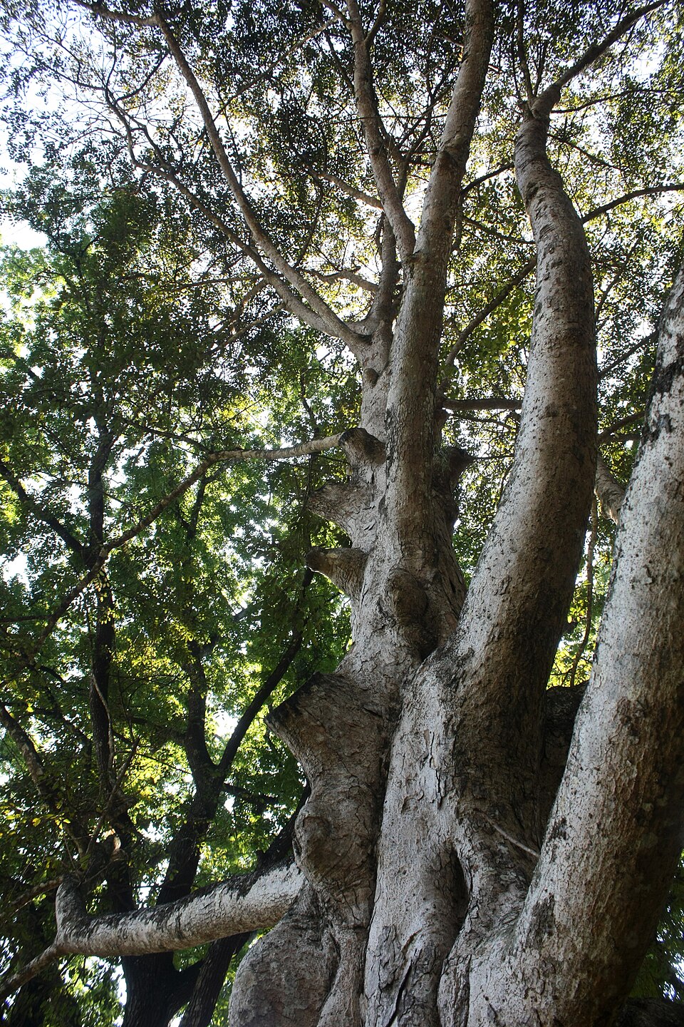 Canarium zeylanicum