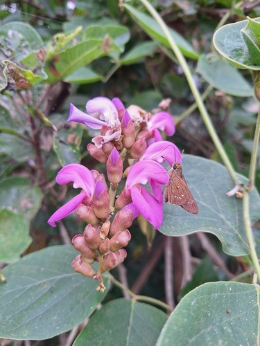 Canavalia africana — photo