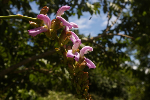 Canavalia africana