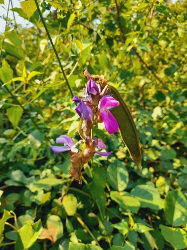 Canavalia africana — photo