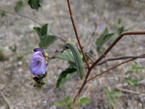 Canavalia brasiliensis — photo