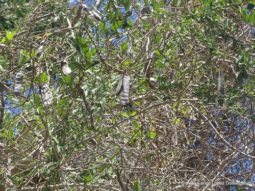 Canavalia brasiliensis — photo