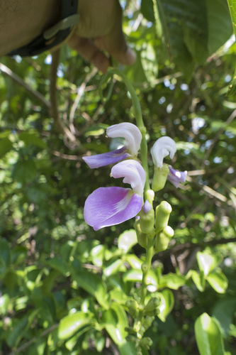 Canavalia gladiata (Sword bean) — photo